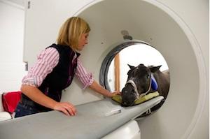 Veterinary CT Scanner